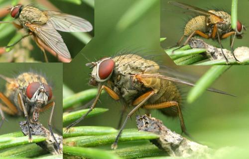 Helina sp.
