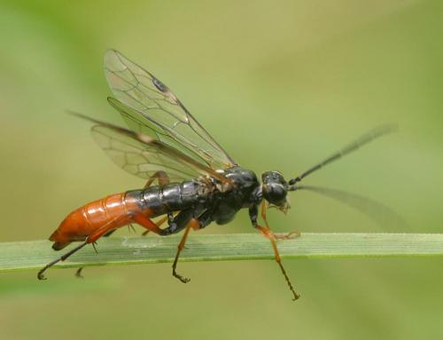 Tenthredopsis sp.