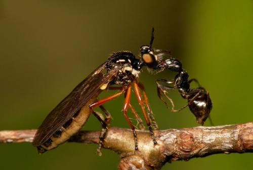 Dioctria sp.