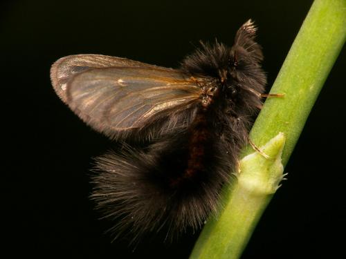 Réf. 20 073 : Ptilocephala sp.