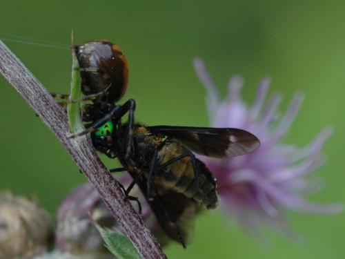 Chrysops caecutiens