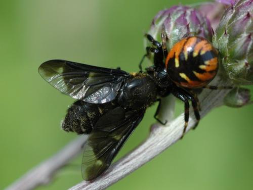 Chrysops caecutiens