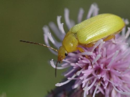 Cteniopus sulphureus