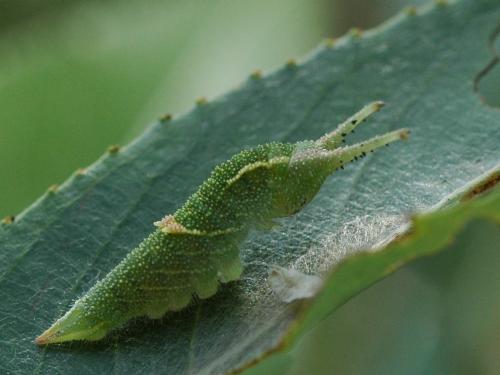 Réf. 20 964 : Apatura sp.