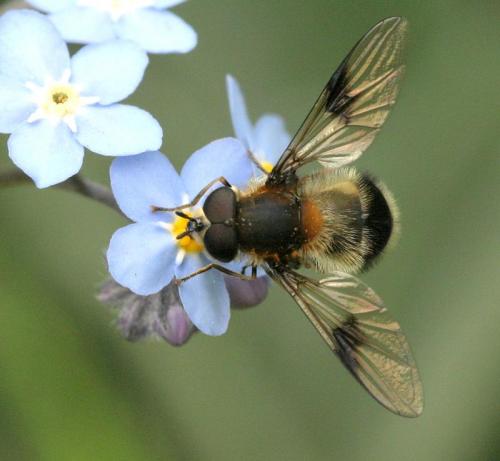 Leucozona sp.
