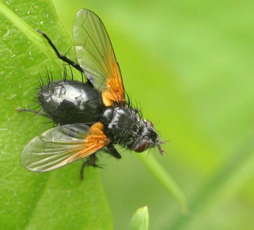 Réf. 20 196 : Zophomyia temula