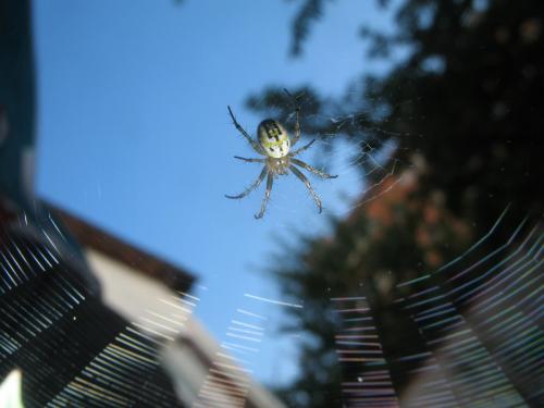 Mangora acalypha
