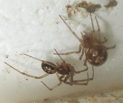 Steatoda triangulosa