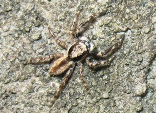 Menemerus bivittatus