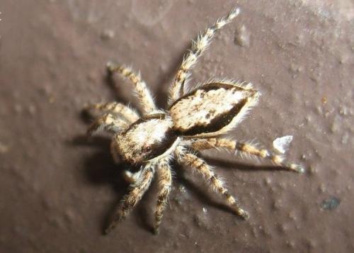 Menemerus bivittatus