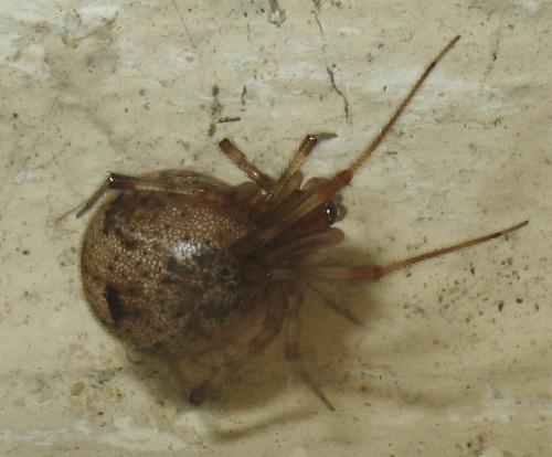 Parasteatoda tepidariorum