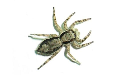Menemerus bivittatus