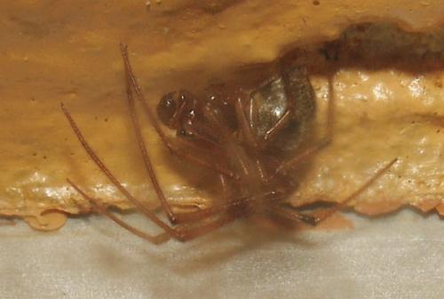Parasteatoda tepidariorum