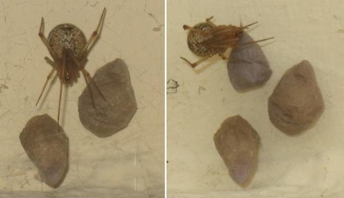 Parasteatoda tepidariorum