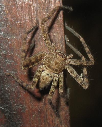 Réf. 20 311 : Heteropoda sp.