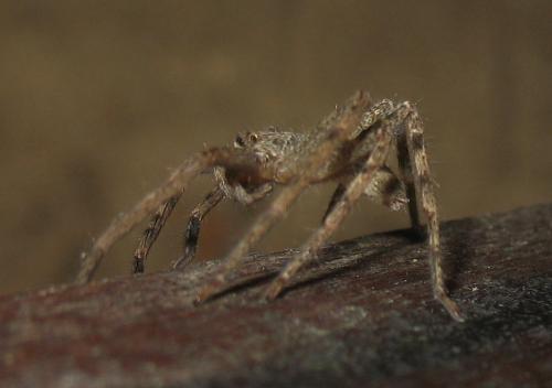 Réf. 20 312 : Heteropoda sp.