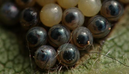 Spilosoma lubricipeda