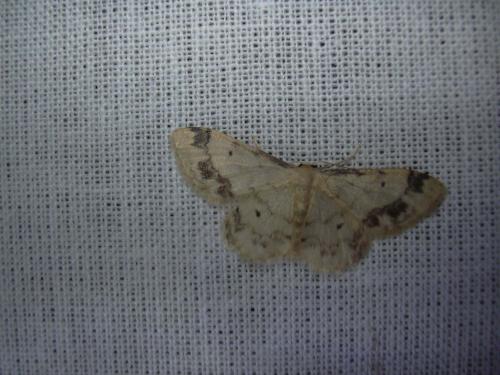 Idaea trigeminata