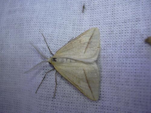 Réf. 20 635 : Aspitates gilvaria