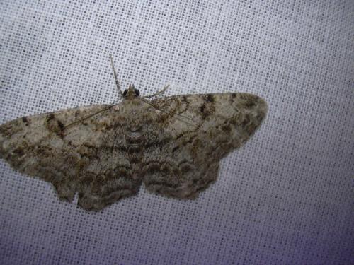 Peribatodes rhomboidaria
