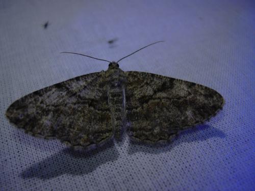 Peribatodes rhomboidaria