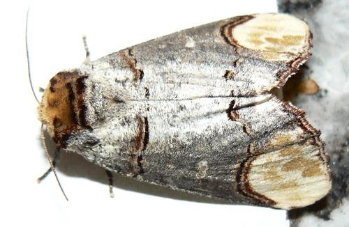 Phalera bucephala