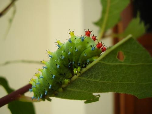 Réf. 20 006 : Hyalophora cecropia