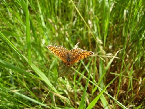 Melitaea aurelia