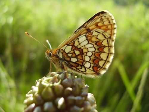 Réf. 20 002 : Melitaea sp.