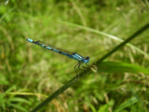 Enallagma cyathigerum
