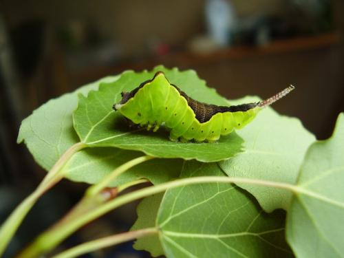 Cerura vinula