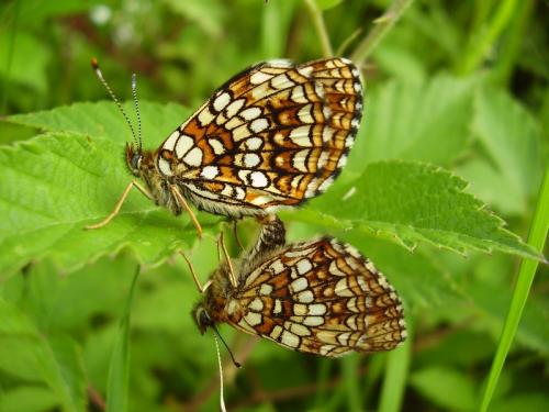 Melitaea diamina