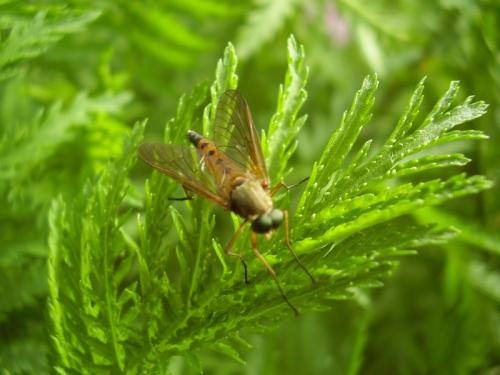 Rhagio tringarius