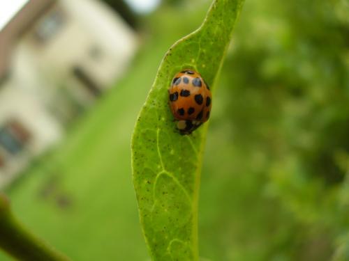 Harmonia axyridis