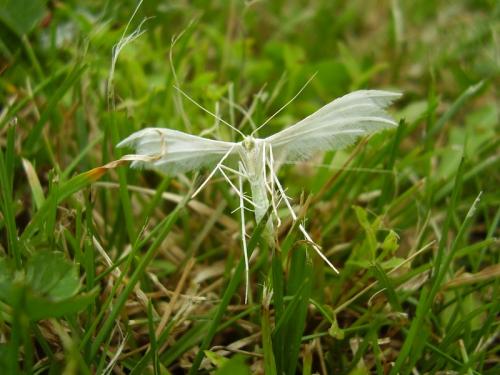 Réf. 20 522 : Pterophorus pentadactyla