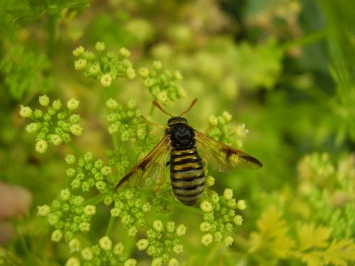 Abia nitens