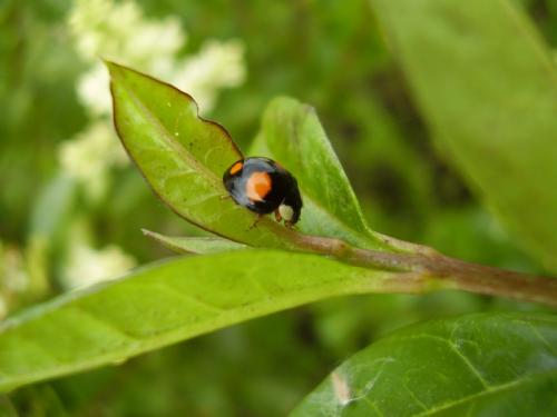Harmonia axyridis