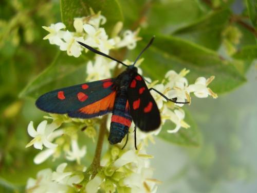 Zygaena ephialtes