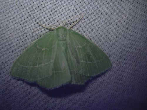 Hemistola chrysoprasaria