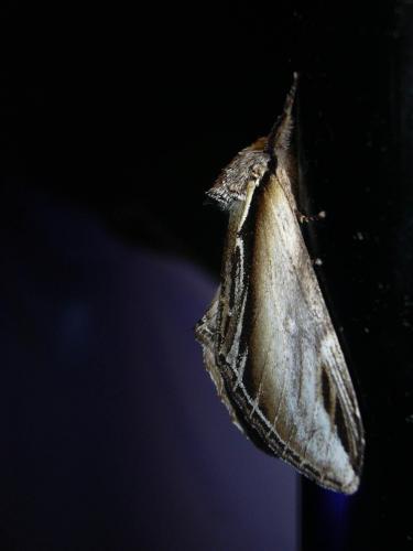 Réf. 20 776 : Pheosia tremula