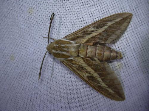 Hyles livornica