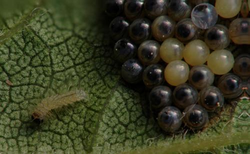 Spilosoma lubricipeda