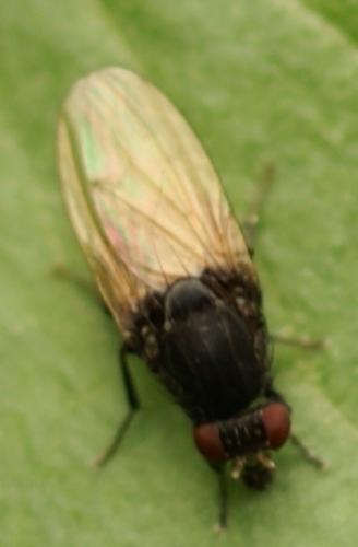 Minettia longipennis