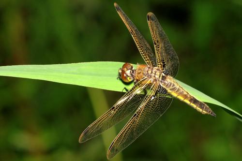 Réf. 20 095 : Libellula quadrimaculata
