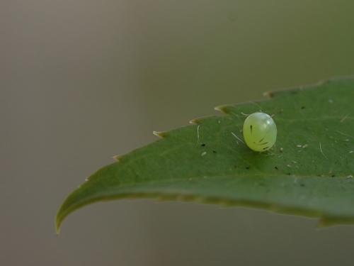 Réf. 20 291 : Sphinx ligustri