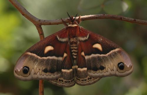 Réf. 20 129 : Hyalophora columbia