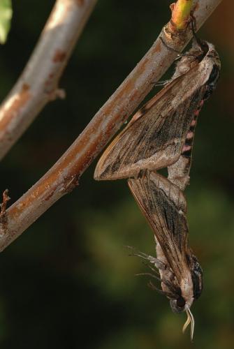 Réf. 20 289 : Sphinx ligustri