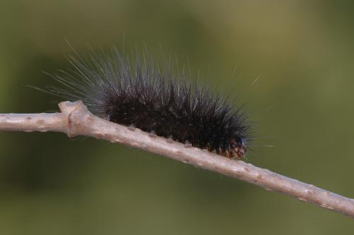 Spilosoma lubricipeda