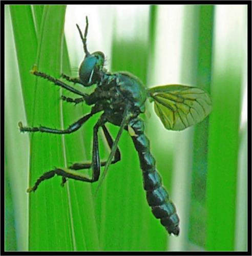 Dioctria atricapilla