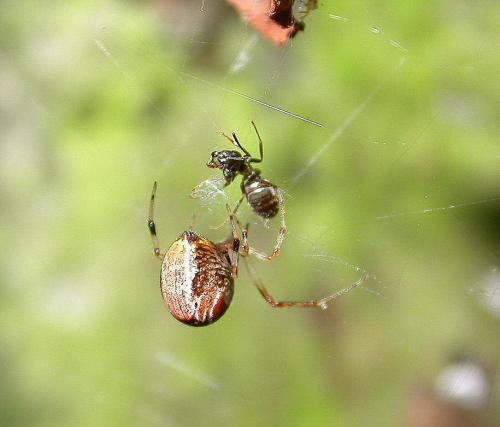 Réf. 20 595 : Parasteatoda sp.